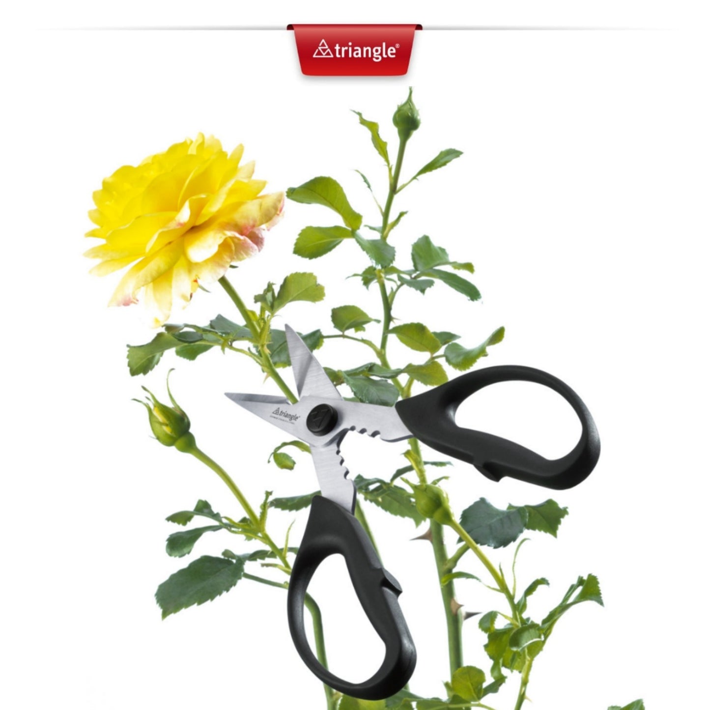Herb scissors -5047809