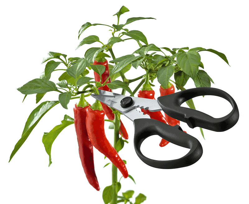 Herb scissors -5047809 - CulinaryKraft
